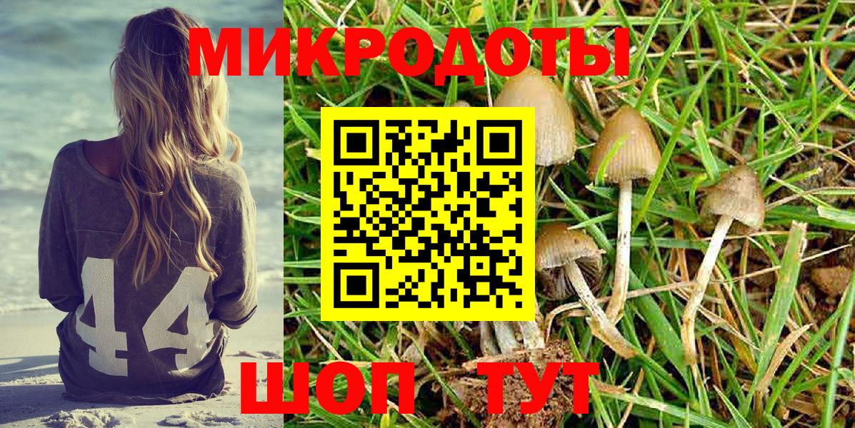 Псилоцибиновые грибы Psilocybe Гагарин